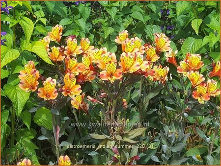 Alstroemeria 'Indian Summer'