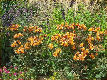 Alstroemeria 'Indian Summer'