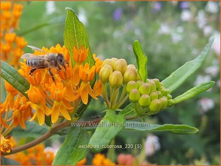 Asclepias tuberosa