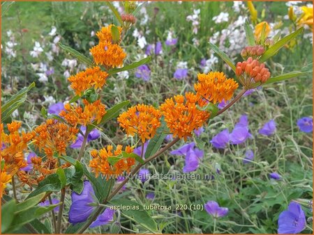 Asclepias tuberosa