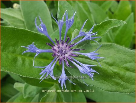 Centaurea montana 'Sky Jep'