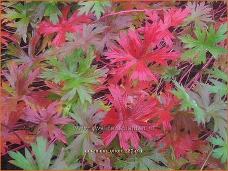 Geranium 'Orion'