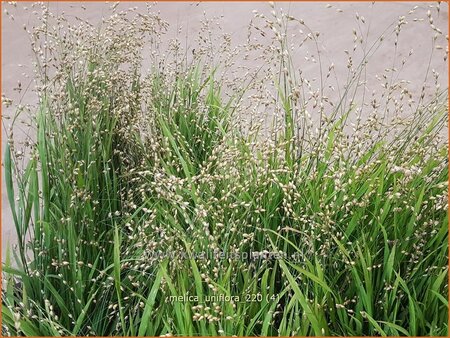 Melica uniflora