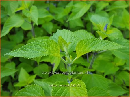 Salvia 'Amistad'