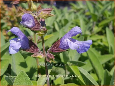 Salvia officinalis &#39;Berggarten&#39;