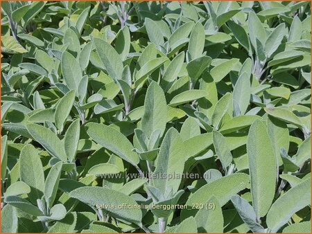 Salvia officinalis &#39;Berggarten&#39;