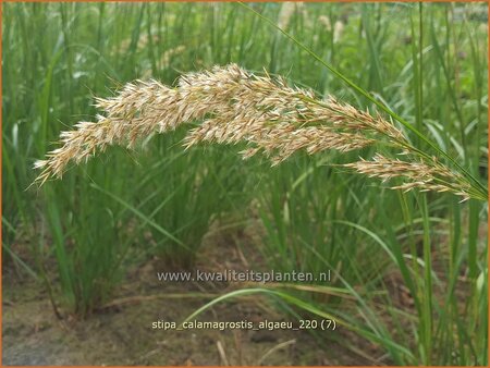 Stipa calamagrostis 'Algäu'
