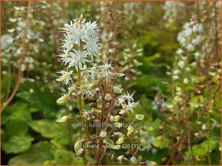 Tiarella wherryi