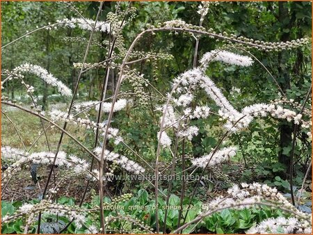 Actaea &#39;Queen of Sheba&#39;