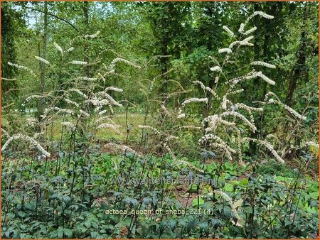 Actaea 'Queen of Sheba'