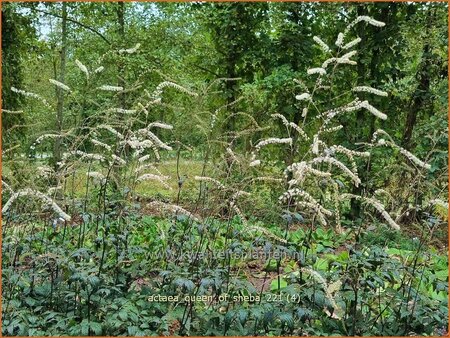 Actaea &#39;Queen of Sheba&#39;