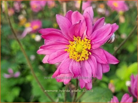 Anemone hybrida &#39;Giselle&#39;