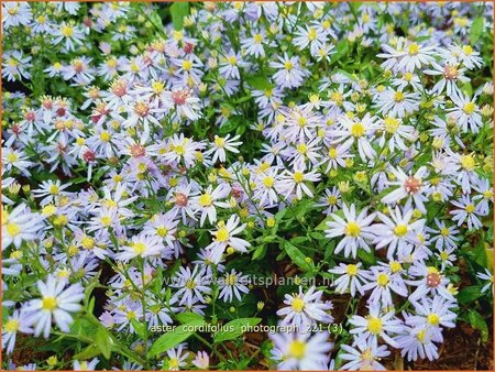 Aster cordifolius &#39;Photograph&#39;