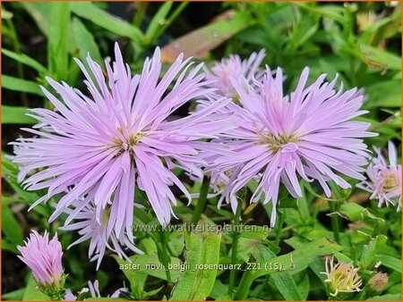 Aster novi-belgii &#39;Rosenquarz&#39;