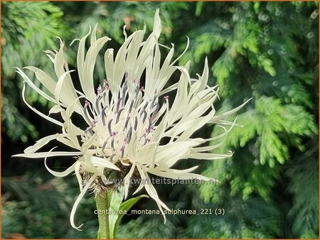 Centaurea montana &#39;Sulphurea&#39;