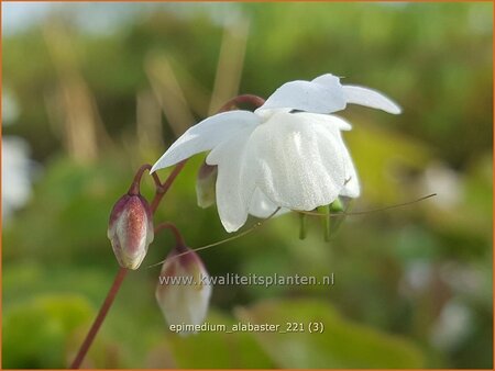 Epimedium &#39;Alabaster&#39;