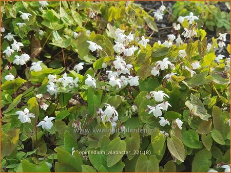 Epimedium &#39;Alabaster&#39;