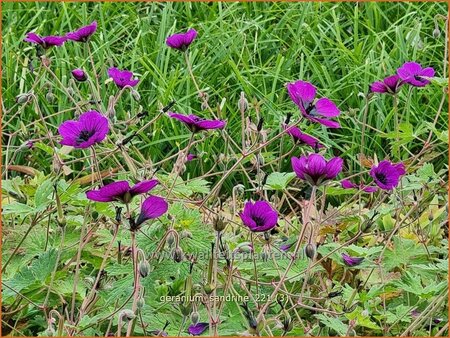 Geranium &#39;Sandrine&#39;