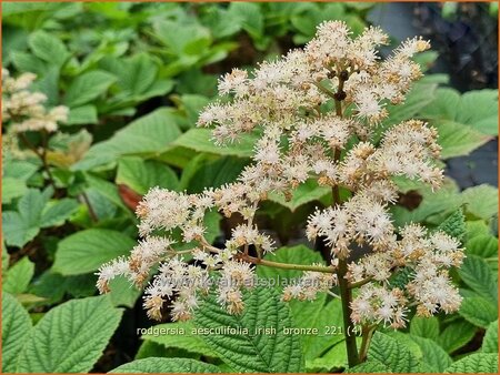 Rodgersia aesculifolia 'Irish Bronze'
