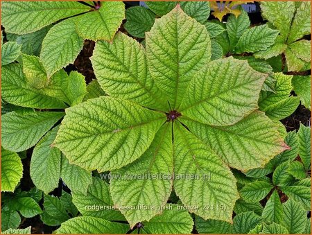 Rodgersia aesculifolia 'Irish Bronze'