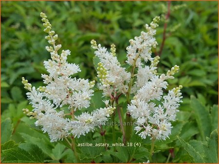 Astilbe 'Astary White'