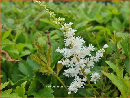 Astilbe 'Astary White'