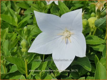 Platycodon grandiflorus &#39;Astra White&#39;