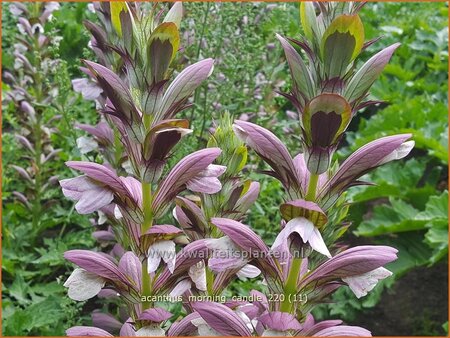 Acanthus &#39;Morning Candle&#39;