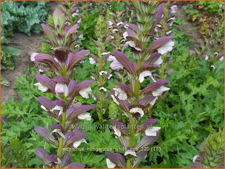 Acanthus hungaricus &#39;White Lips&#39;