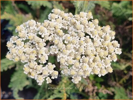 Achillea &#39;Alabaster&#39;