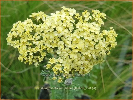 Achillea millefolium &#39;Hella Glashoff&#39;