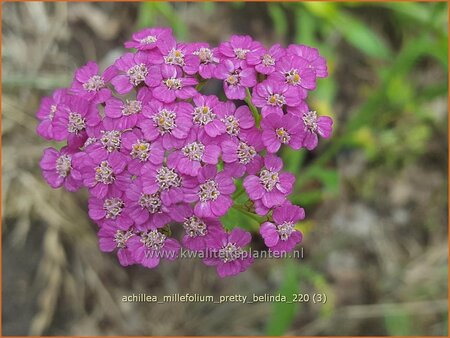 Achillea millefolium &#39;Pretty Belinda&#39;