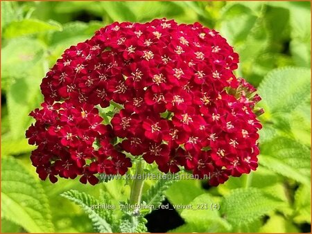 Achillea millefolium &#39;Red Velvet&#39;