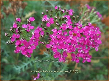 Achillea millefolium &#39;Sammetriese&#39;