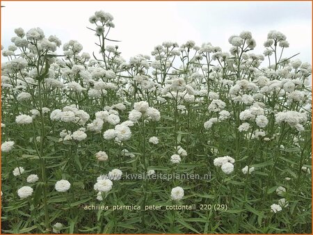 Achillea ptarmica &#39;Peter Cottontail&#39;