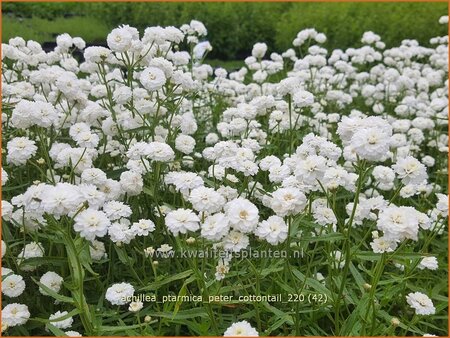 Achillea ptarmica &#39;Peter Cottontail&#39;