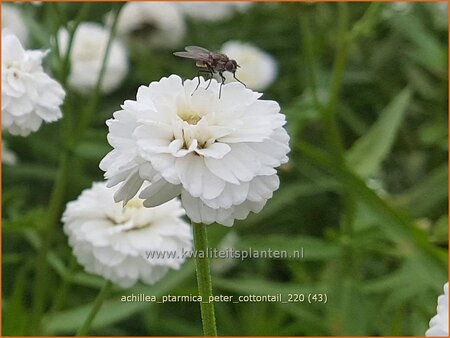 Achillea ptarmica &#39;Peter Cottontail&#39;