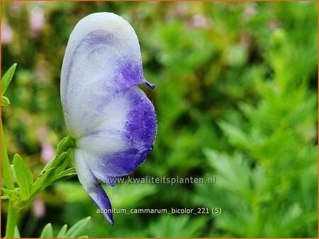Aconitum cammarum 'Bicolor'