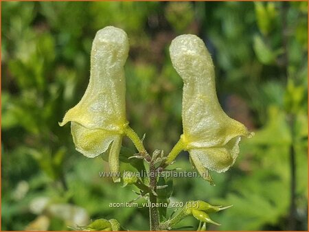 Aconitum vulparia