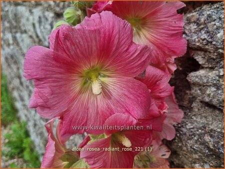 Alcea rosea &#39;Radiant Rose&#39;