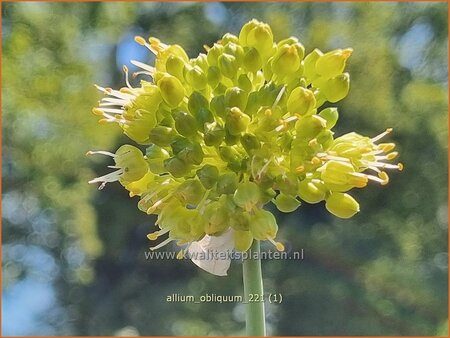 Allium obliquum