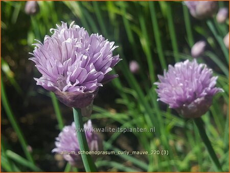 Allium schoenoprasum &#39;Curly Mauve&#39;