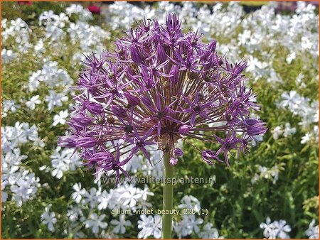Allium &#39;Violet Beauty&#39;