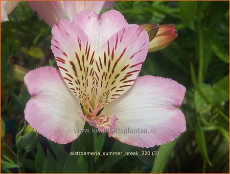 Alstroemeria 'Summer Break'