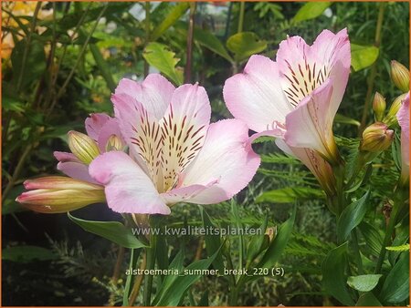 Alstroemeria 'Summer Break'