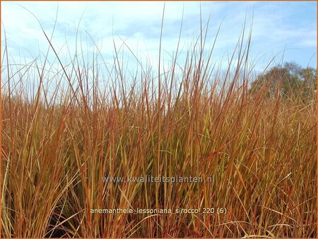 Anemanthele lessoniana &#39;Sirocco&#39;