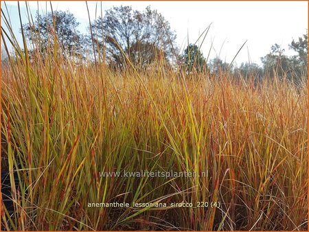 Anemanthele lessoniana &#39;Sirocco&#39;