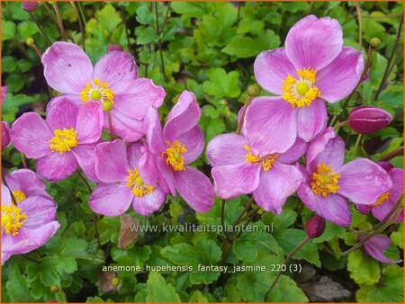 Anemone hupehensis &#39;Fantasy Jasmine&#39;