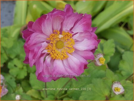 Anemone hybrida 'Carmen'