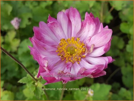 Anemone hybrida 'Carmen'